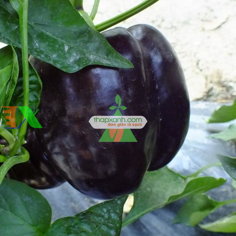 Hạt giống Ớt Chuông Đen