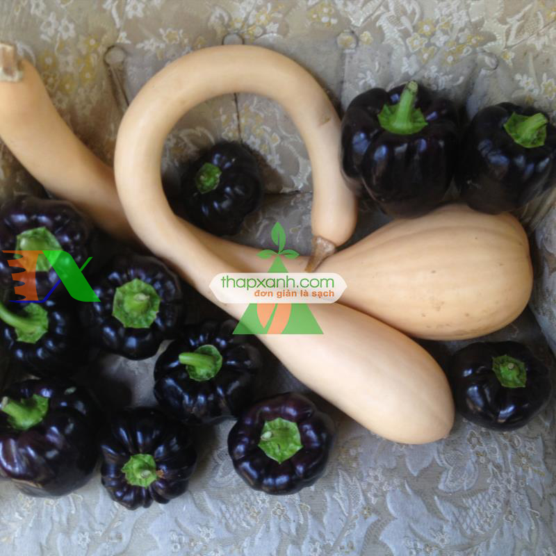 Hạt giống Ớt Chuông Đen