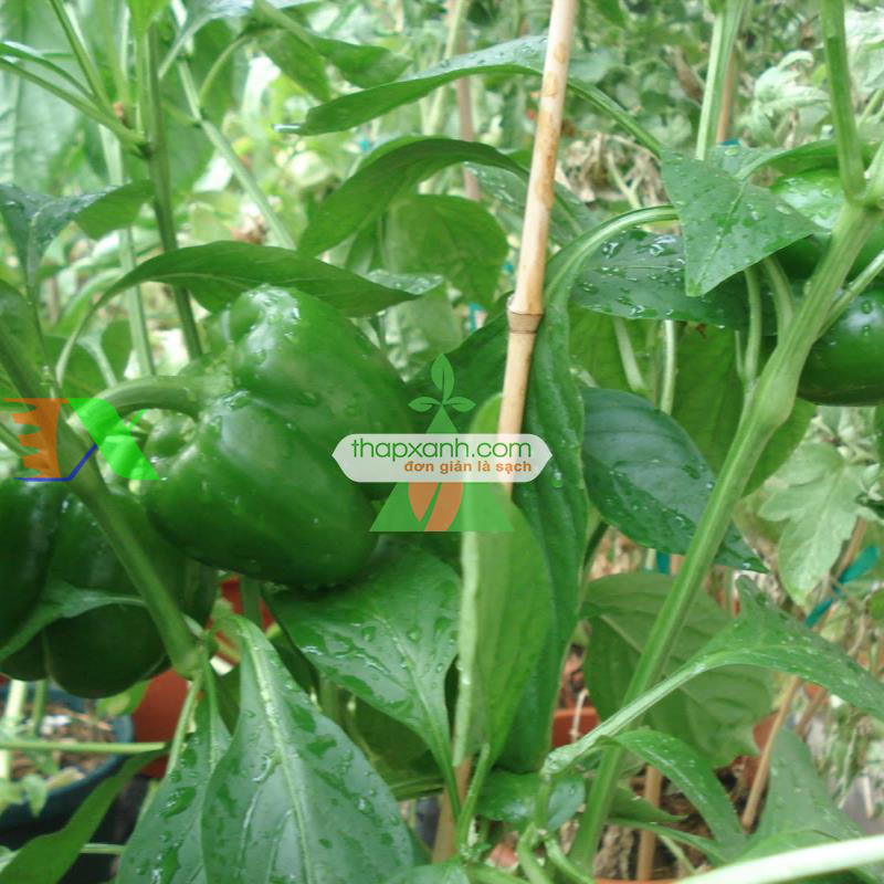 Kỹ thuật trồng ớt cho sai quả