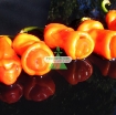รูปภาพของ Hạt giống Ớt Cu Tí (Ớt Peter)