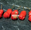 รูปภาพของ Hạt giống Ớt Cu Tí (Ớt Peter)