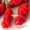 รูปภาพของ Hạt giống Ớt Cu Tí (Ớt Peter)