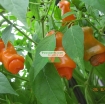 รูปภาพของ Hạt giống Ớt Cu Tí (Ớt Peter)