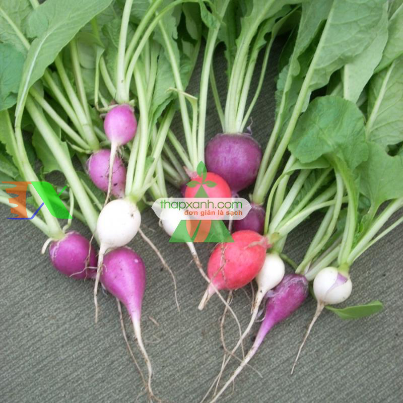 Hạt giống Củ cải Cầu Vồng (Cherry mix)