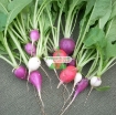 图片 Hạt giống Củ cải Cầu Vồng (Cherry mix)