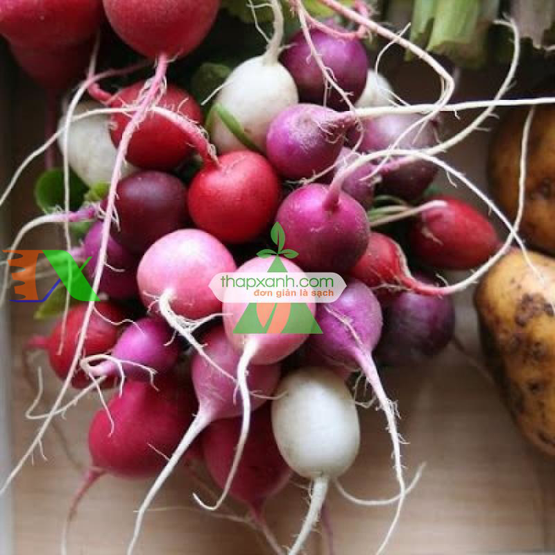 Hạt giống Củ cải Cầu Vồng (Cherry mix)