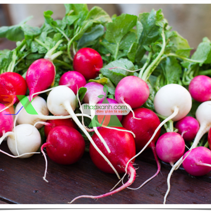 Hạt giống Củ cải Cầu Vồng (Cherry mix)