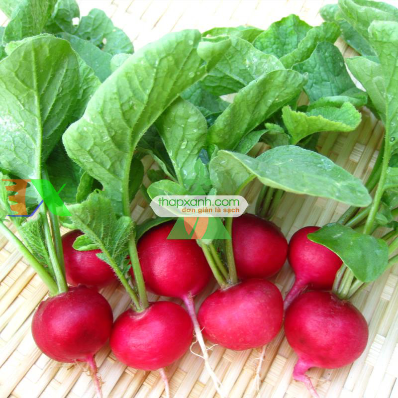 Hạt giống Củ cải Cherry Đỏ