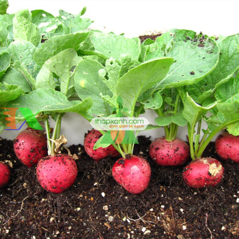 Hạt giống Củ cải Cherry Đỏ