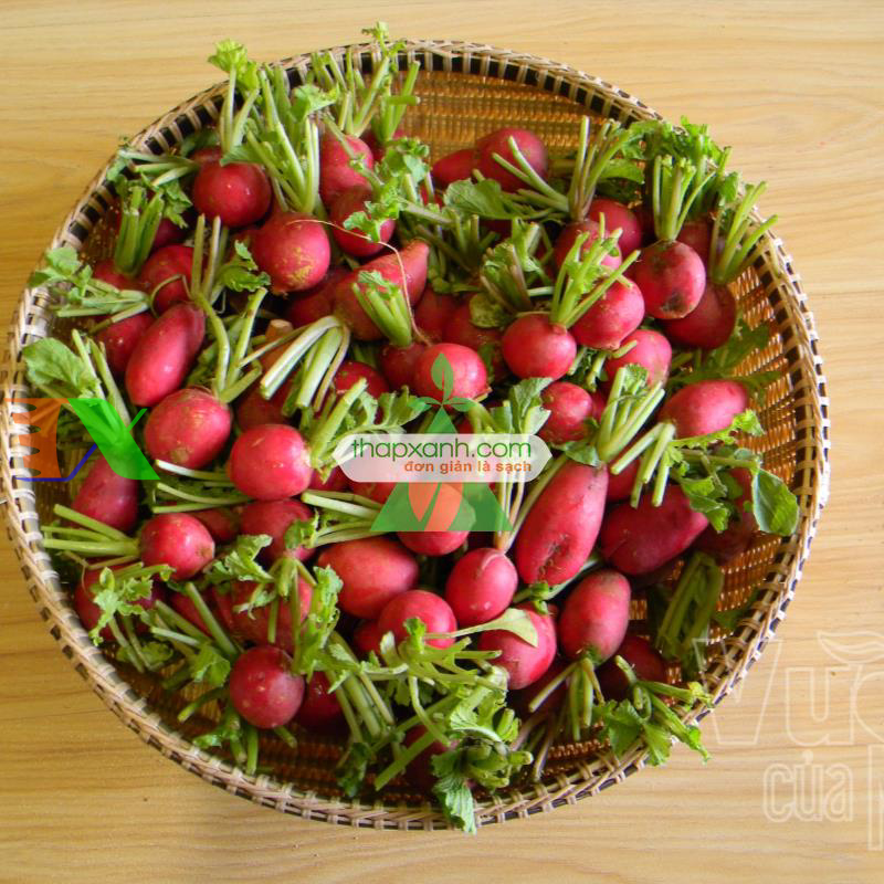 Hạt giống Củ cải Cherry Đỏ