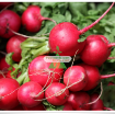 图片 Hạt giống Củ cải Cherry Đỏ