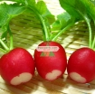 图片 Hạt giống Củ cải Cherry Đỏ