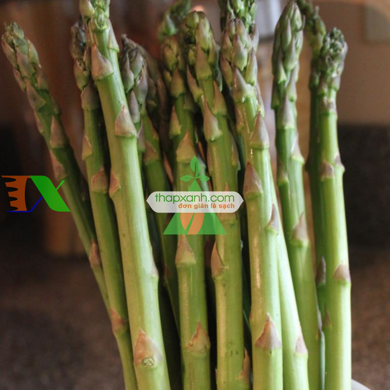 Hạt giống Măng Tây xanh