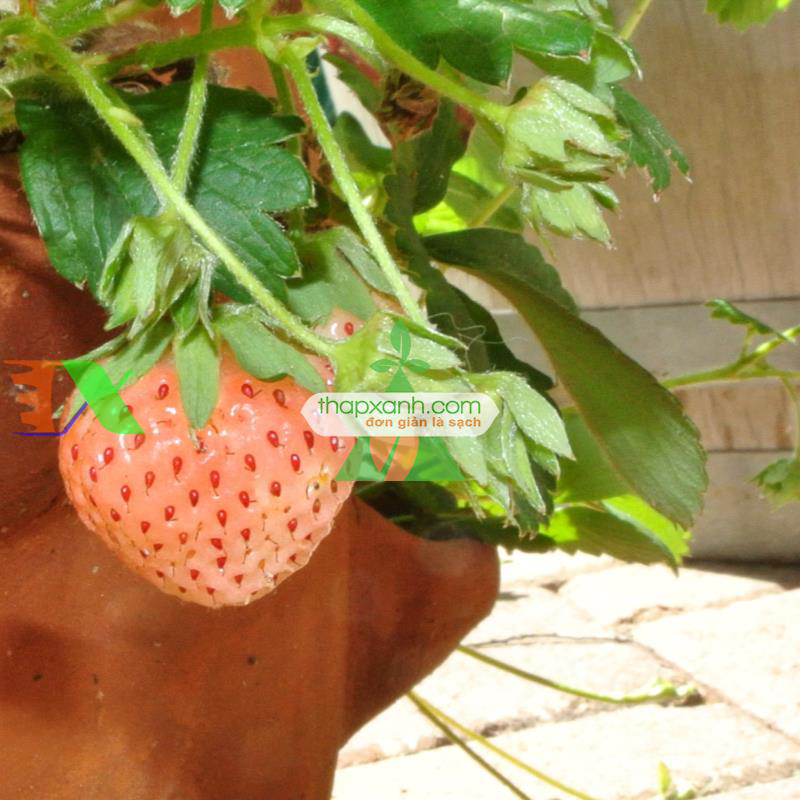 Kỹ thuật trồng Dâu Tây với nhà kính hoặc nhà màng