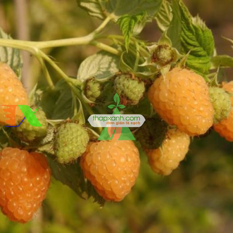 Hạt giống Mâm Xôi vàng