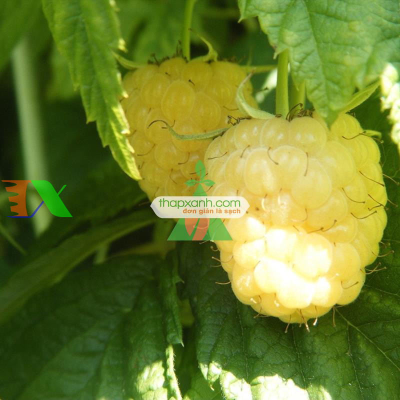 Hạt giống Mâm Xôi vàng