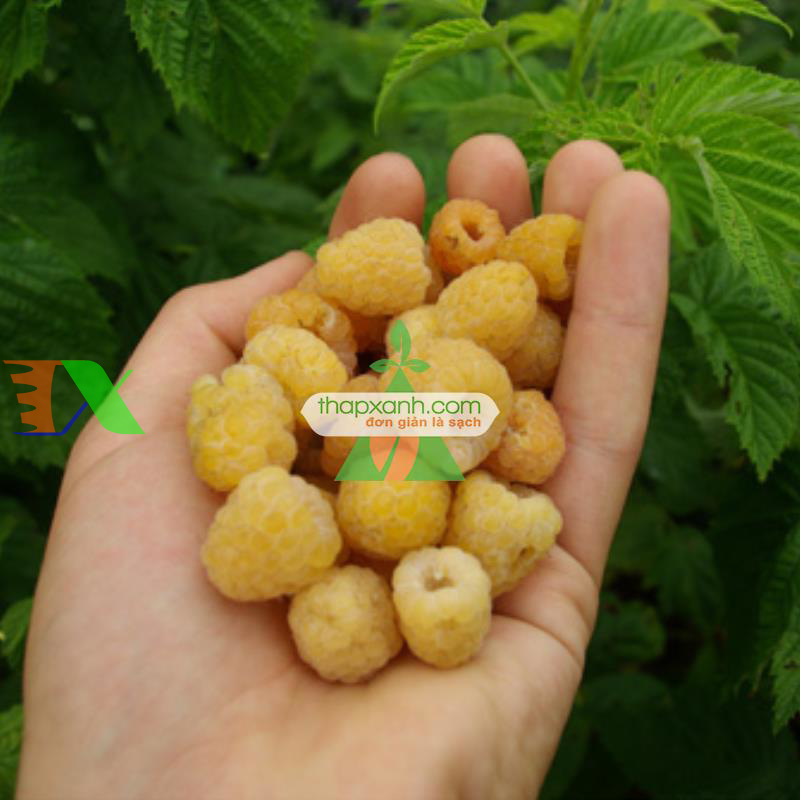 Hạt giống Mâm Xôi vàng