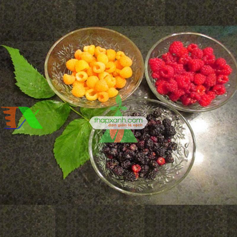 Hạt giống Mâm Xôi vàng