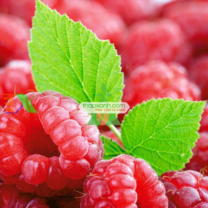 Hạt giống Mâm Xôi đỏ