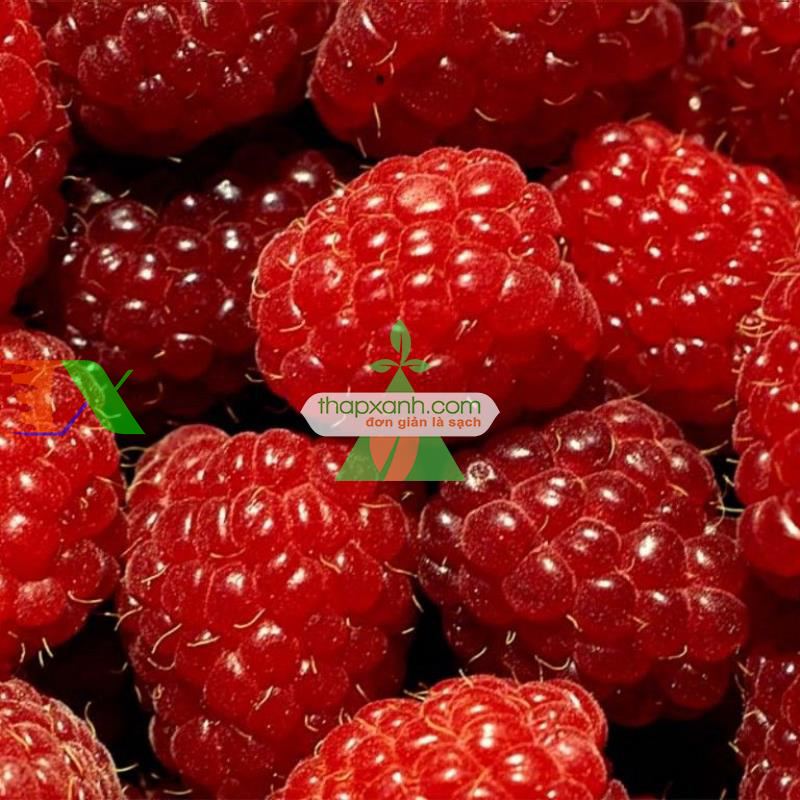 Hạt giống Mâm Xôi đỏ