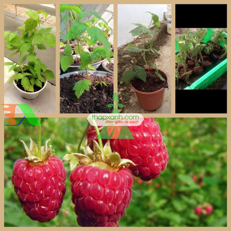 Hạt giống Mâm Xôi đỏ