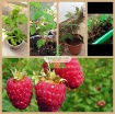 Gambar Hạt giống Mâm Xôi đỏ