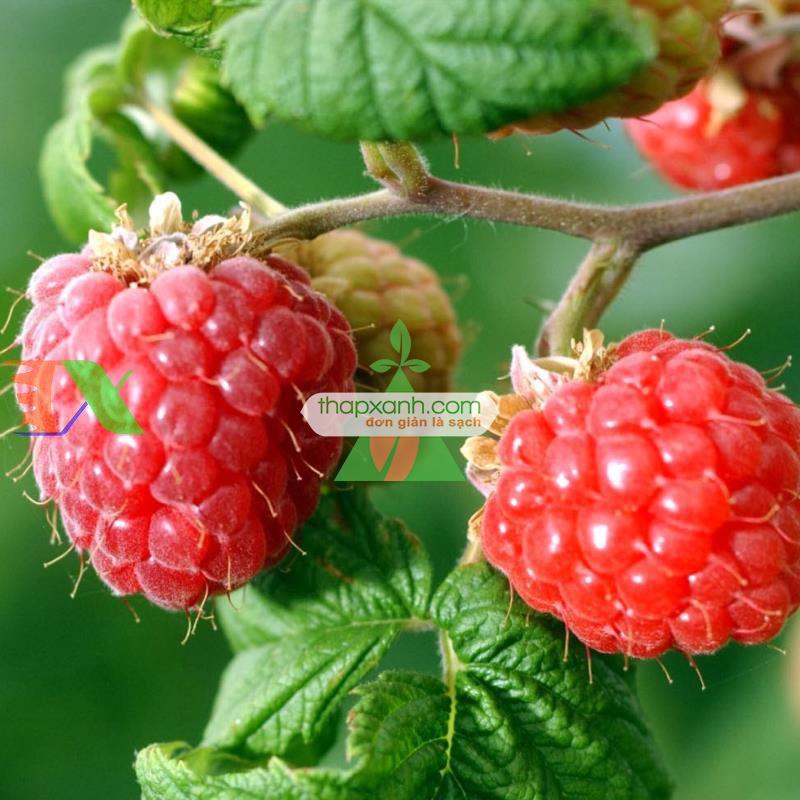 Hạt giống Mâm Xôi đỏ