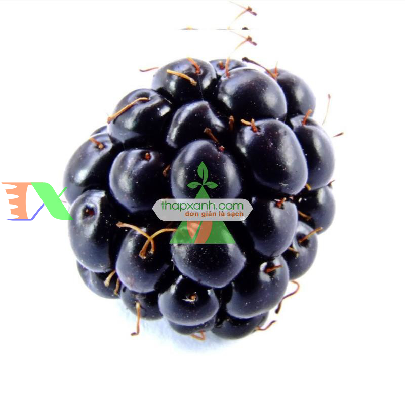 Hạt giống Mâm Xôi đen
