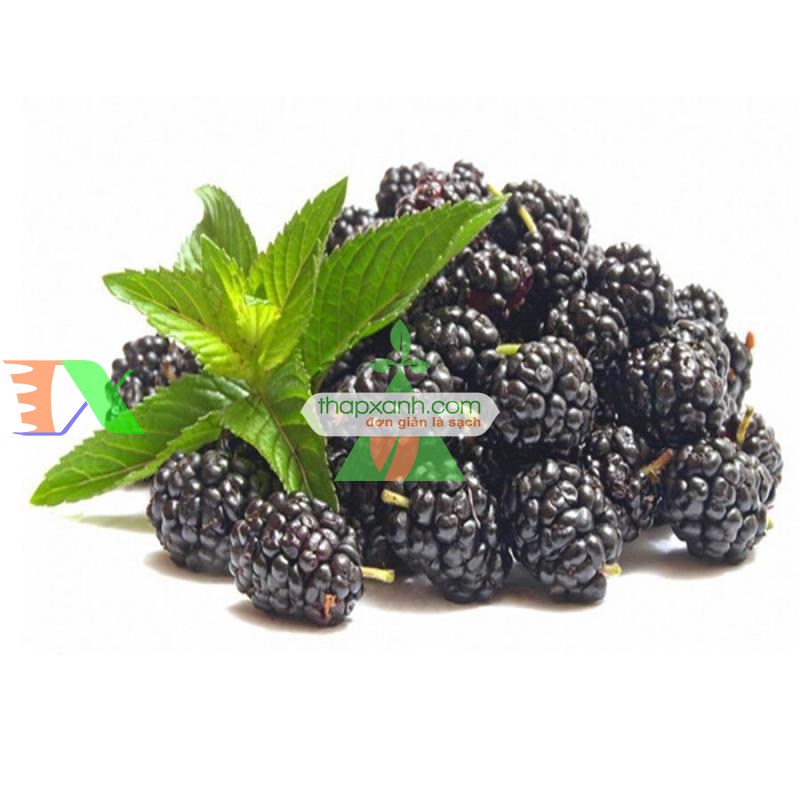 Hạt giống Mâm Xôi đen