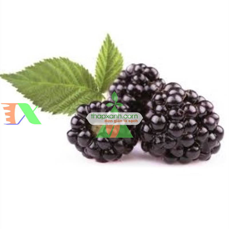 Hạt giống Mâm Xôi đen