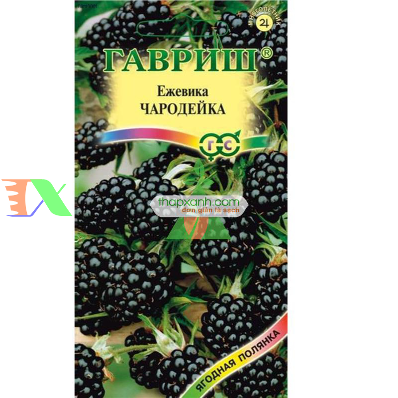 Hạt giống Mâm Xôi đen