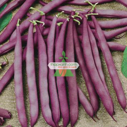 Ảnh của Hạt giống Đậu Cô Ve tím