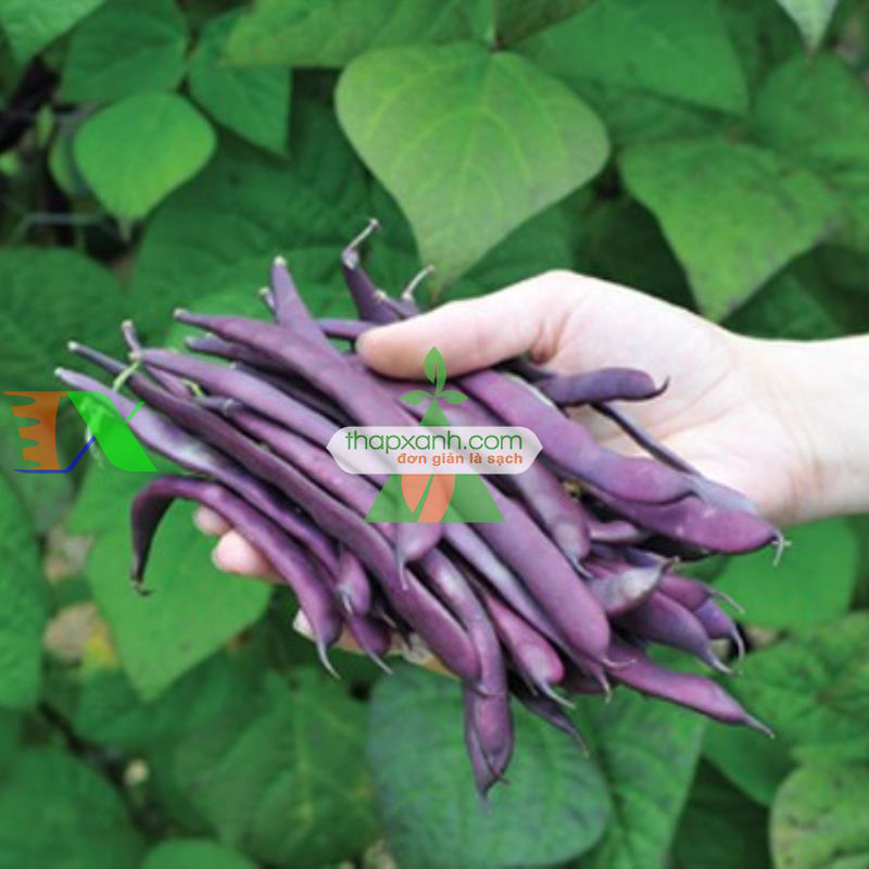 Hạt giống Đậu Cô Ve tím