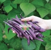 Ảnh của Hạt giống Đậu Cô Ve tím