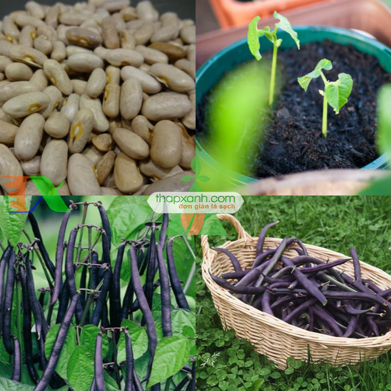 Hạt giống Đậu Cô Ve tím