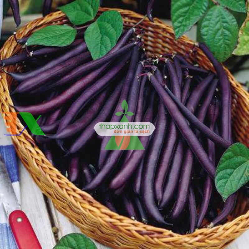 Hạt giống Đậu Cô Ve tím