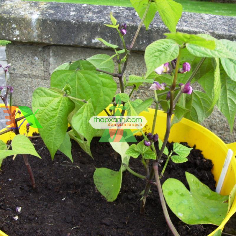 Hạt giống Đậu Cô Ve tím