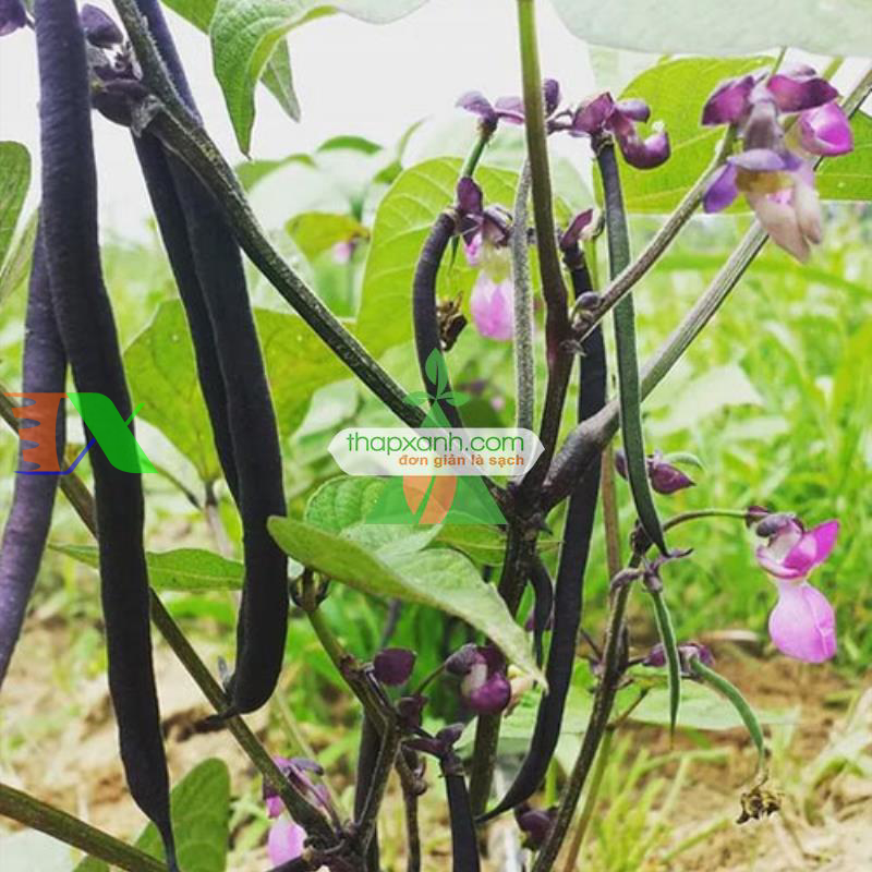 Hạt giống Đậu Cô Ve tím