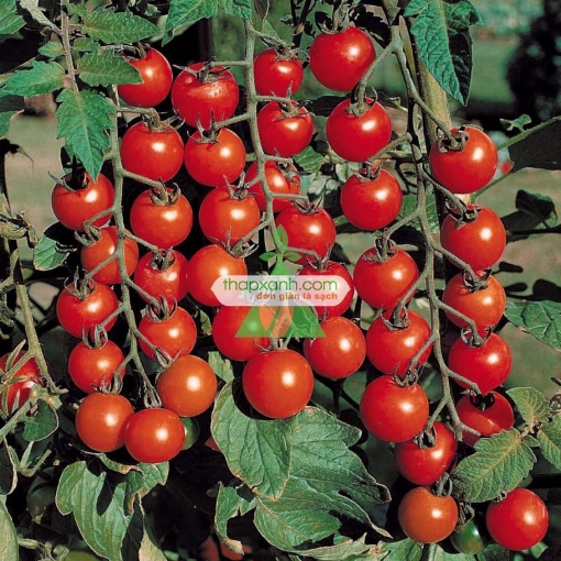 Ảnh của Hạt giống Cà Chua Bi (Việt nam)