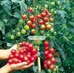 Ảnh của Hạt giống Cà Chua Bi (Việt nam)