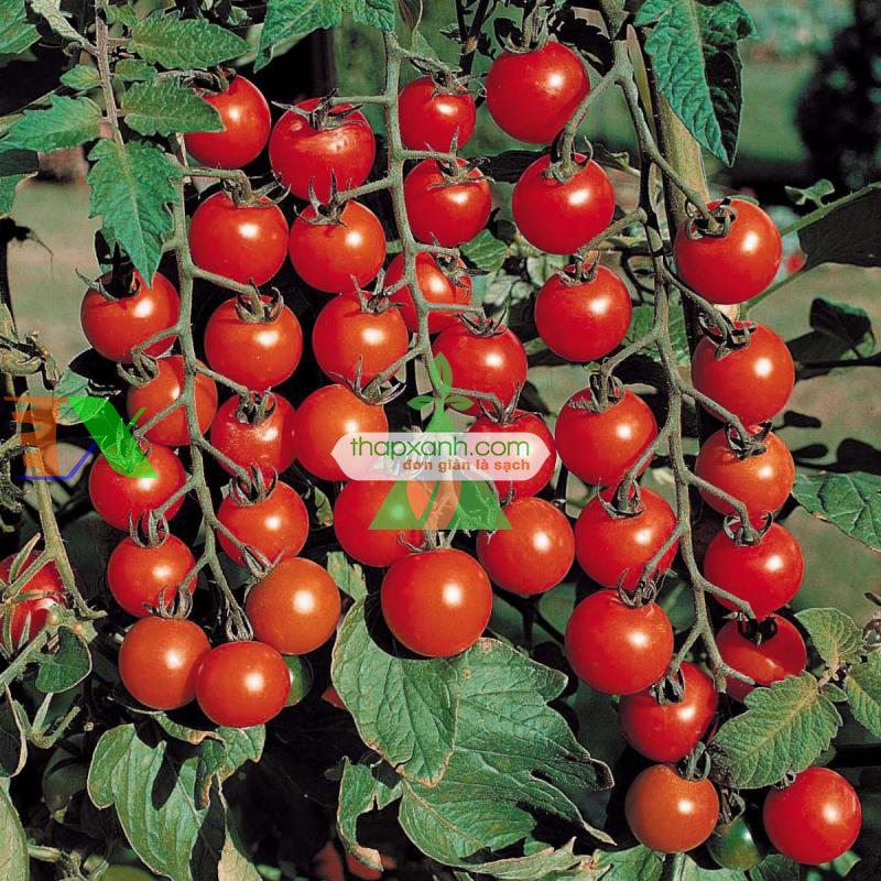 Hạt giống Cà Chua Bi đỏ (Nga)