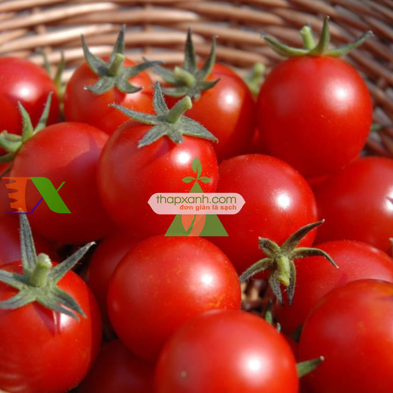 Hạt giống Cà Chua Bi đỏ (Nga)