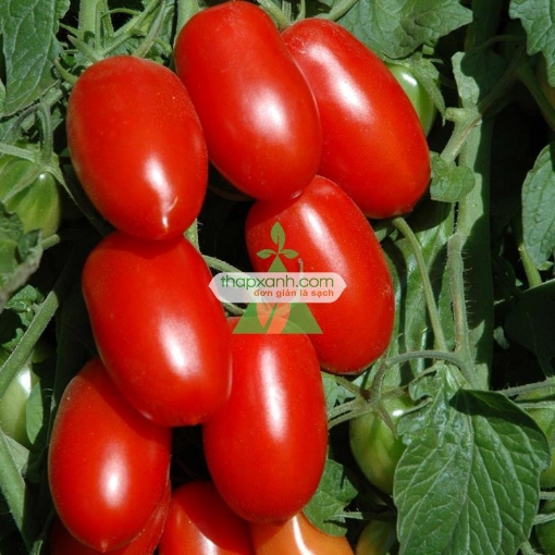 Ảnh của Hạt giống Cà Chua Bi dài (Cà Chua Nhót)