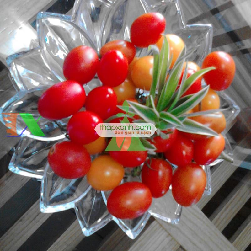 Hạt giống Cà Chua Bi dài (Cà Chua Nhót)