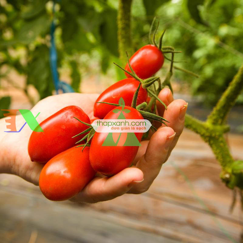 Hạt giống Cà Chua Bi dài (Cà Chua Nhót)