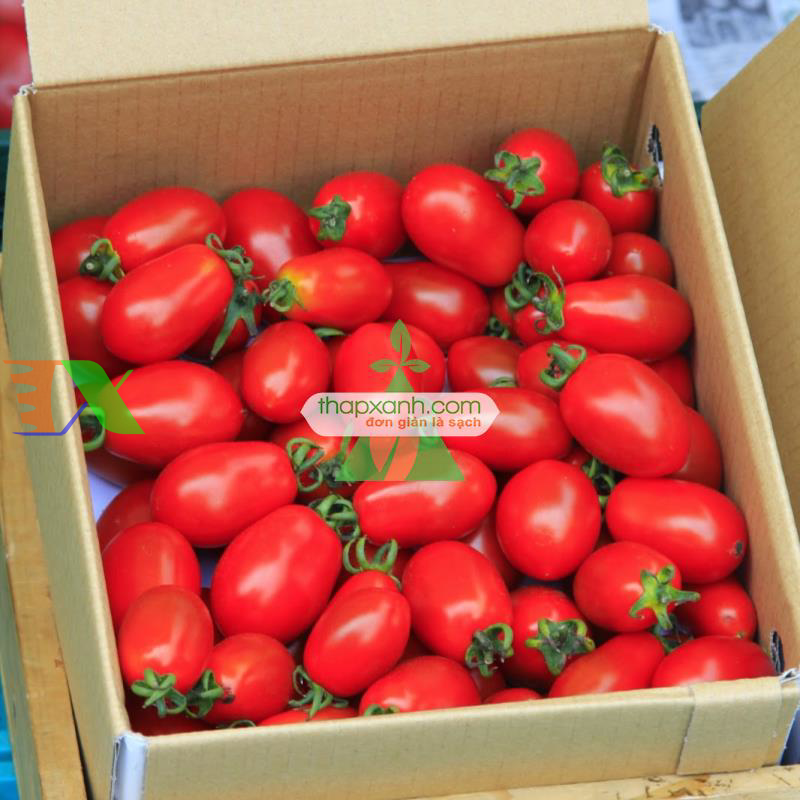 Hạt giống Cà Chua Bi dài (Cà Chua Nhót)
