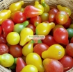 Ảnh của Hạt giống Cà Chua Bi mix