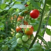 Ảnh của Hạt giống Cà Chua Bi mix