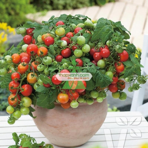 Ảnh của Hạt giống Cà Chua Bi lùn đỏ