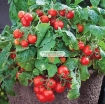 Ảnh của Hạt giống Cà Chua Bi lùn đỏ